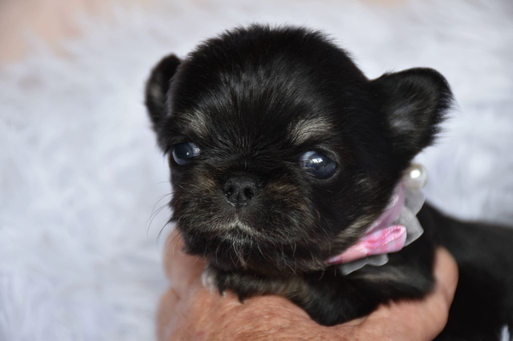 des Trésors Mexicains - Chiots disponibles - Chihuahua