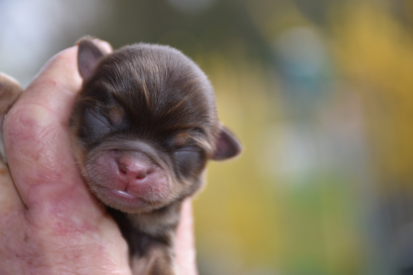 des Trésors Mexicains - Chiots disponibles - Chihuahua