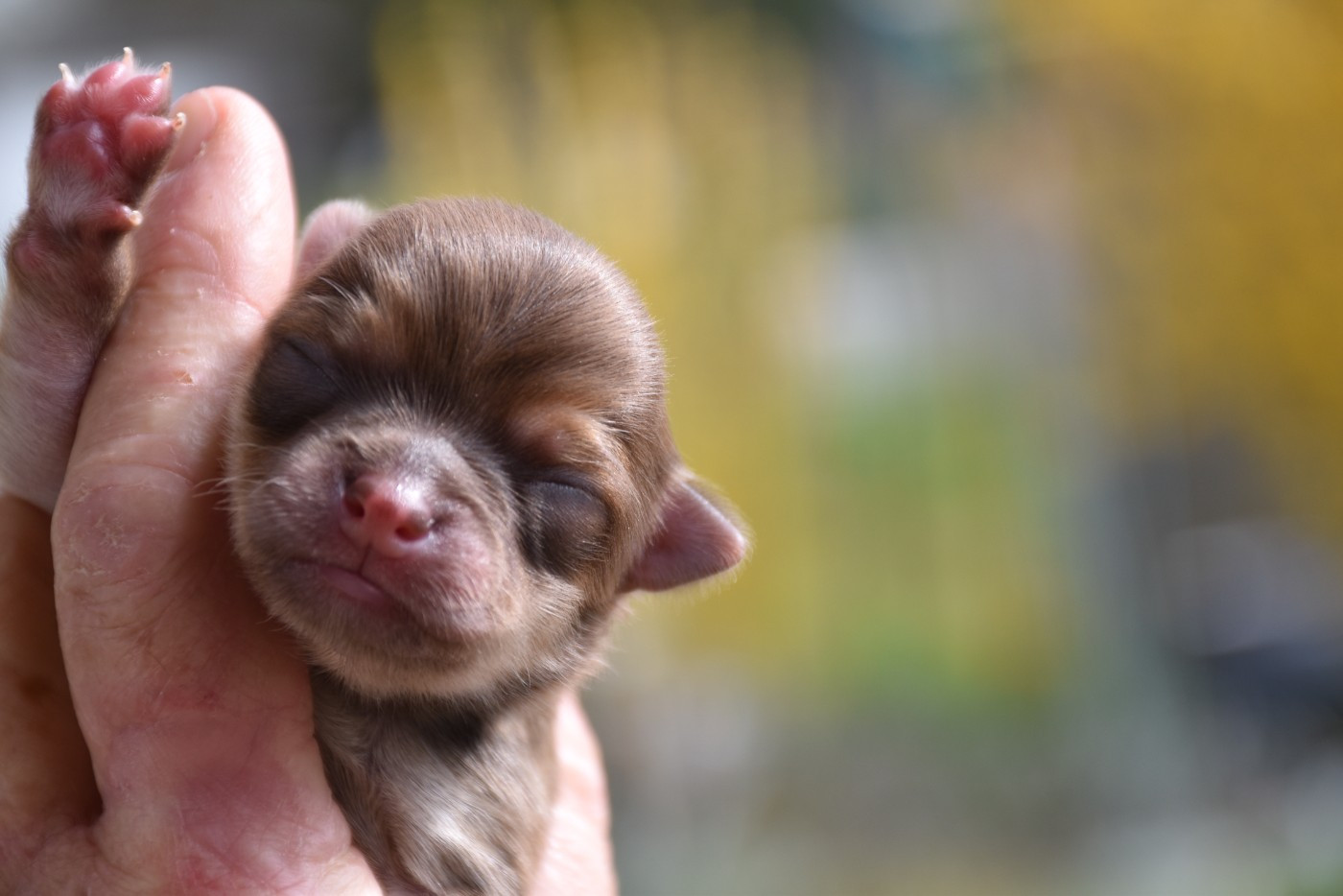 des Trésors Mexicains - Chiots disponibles - Chihuahua