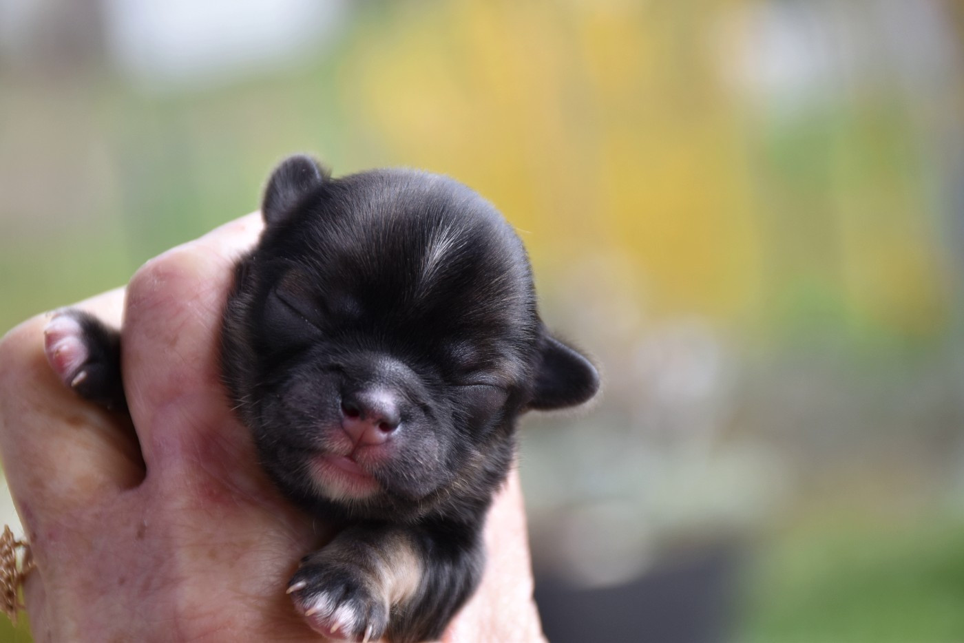 des Trésors Mexicains - Chiots disponibles - Chihuahua