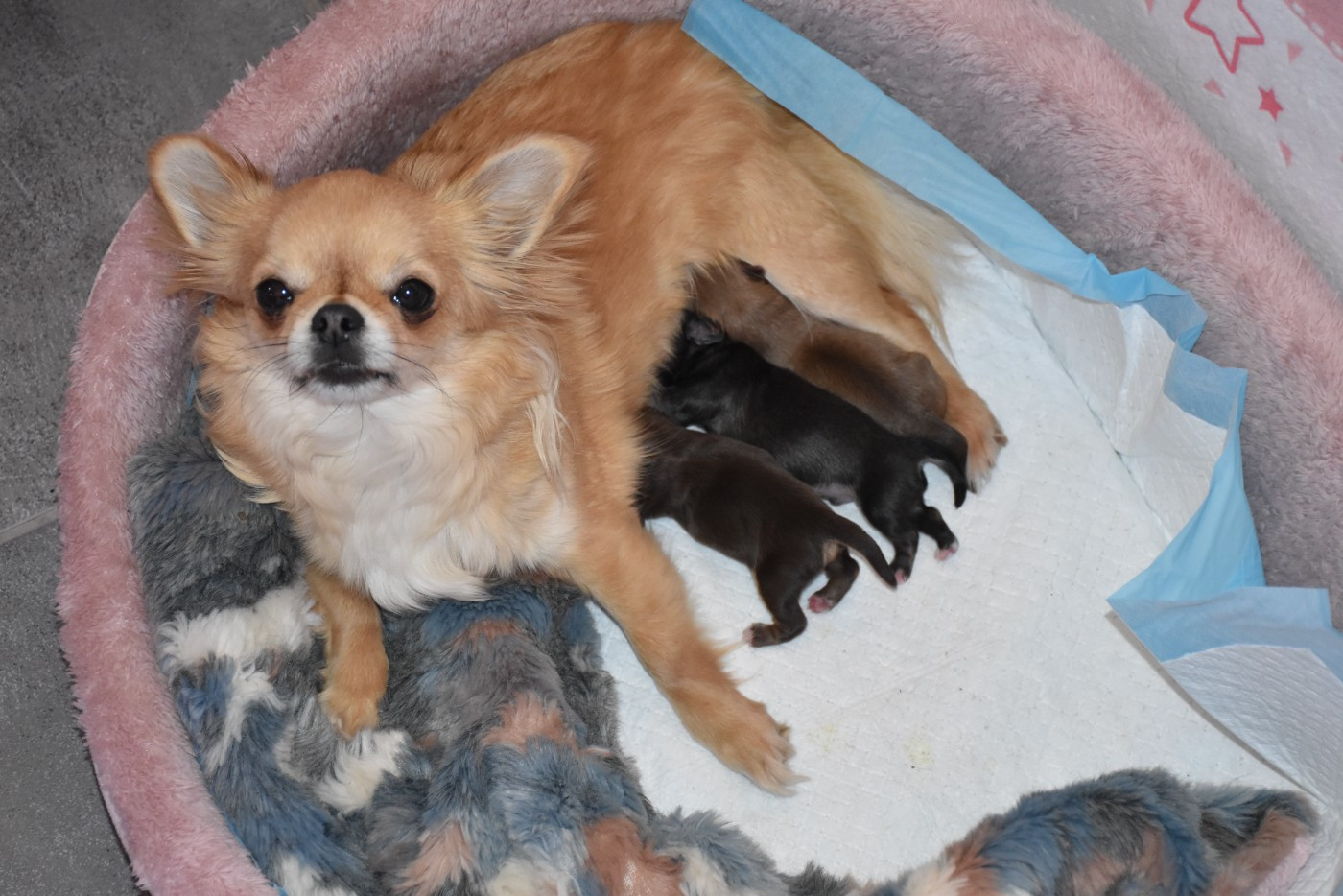 Chiot Chihuahua des Trésors Mexicains