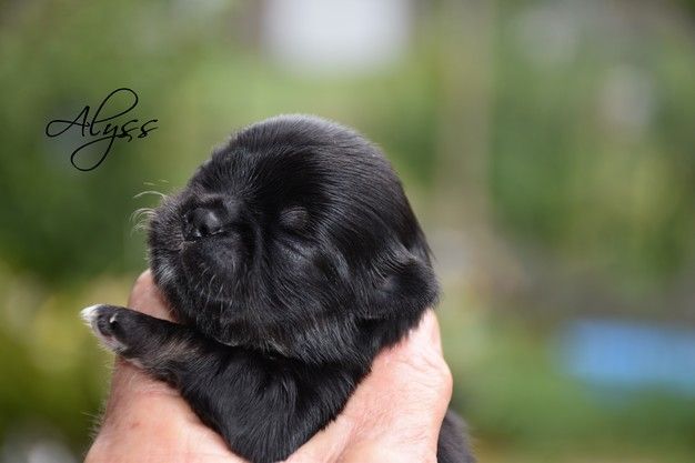 des Trésors Mexicains - Chiots disponibles - Chihuahua