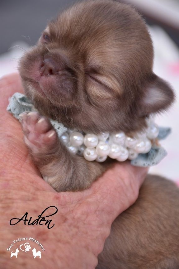des Trésors Mexicains - Chiots disponibles - Chihuahua