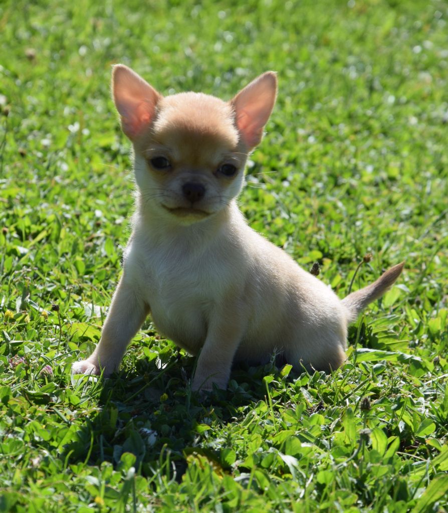 des Trésors Mexicains - Chiots disponibles - Chihuahua