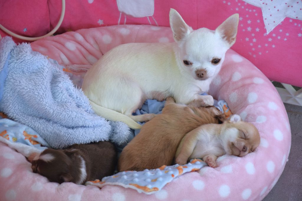 Chiot Chihuahua des Trésors Mexicains