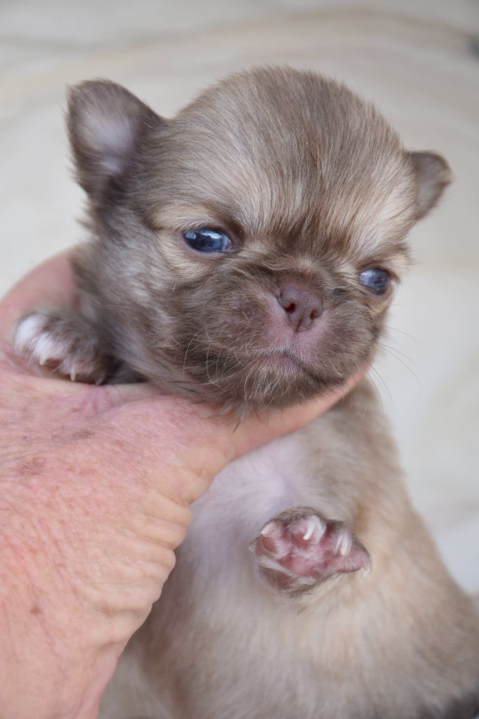 des Trésors Mexicains - Chiots disponibles - Chihuahua
