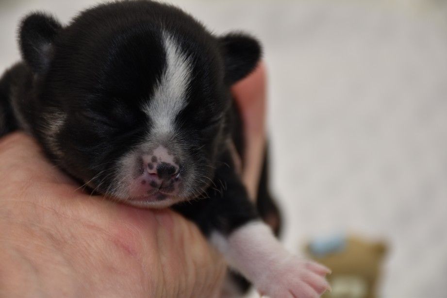 des Trésors Mexicains - Chiots disponibles - Chihuahua